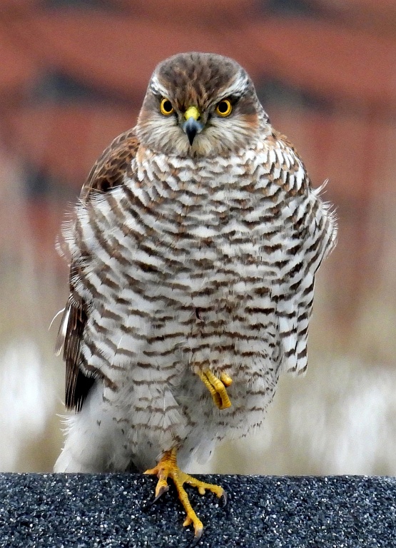 O sztuce obserwacji – finisaż wystawy Piotra Kusego