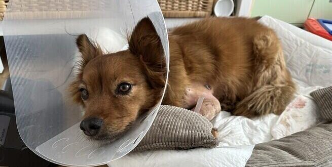 Dramat na jednym z osiedli – pies walczy o życie po brutalnym ataku