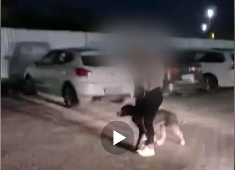 Atak psa w Luboniu. Policja szuka właściciela amstaffa